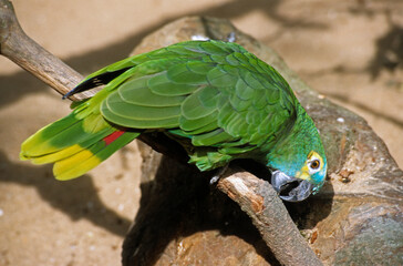 Amazone à front bleu,.Amazona aestiva, Turquoise fronted Amazon © JAG IMAGES