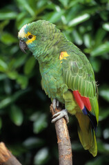 Amazone à front bleu,.Amazona aestiva, Turquoise fronted Amazon