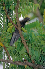 Pérroquet noir des Seychelles ,  Vasa des SeychellesSeychelles Black Parrot, Coracopsis nigra barklyi, Bilimbi, Averrhoa bilimbi, Ile Praslin, Seychelles © JAG IMAGES