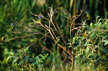 Pione à tête bleue,.Pionus menstruus, Blue headed Parrot, Conure de Weddell,.Aratinga weddellii, Dusky headed Parakeet, Tambopata, Pérou © JAG IMAGES