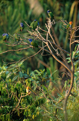 Caïque à ventre blanc, Maïpouri à ventre blanc, Pione à tête bleue, Pionus menstruus, Blue headed Parrot, Conure de Weddell, Aratinga weddellii, Dusky headed Parakeet, Tambopata, Pérou © JAG IMAGES