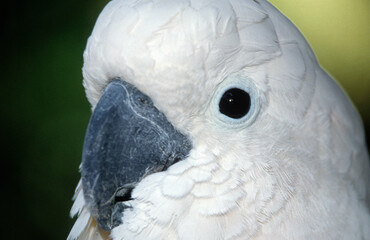 Cacatoès à huppe jaune,.Cacatua galerita, Sulphur crested Cockatoo © JAG IMAGES