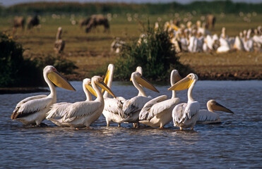 Pélican blanc,.Pelecanus onocrotalus, Great White Pelican, Parc national du lac Manyara, Tanzanie