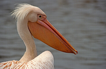Pélican blanc,.Pelecanus onocrotalus, Great White Pelican, Parc national du lac Manyara, Tanzanie