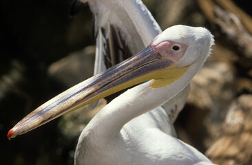 Pélican d'Amérique,.Pelecanus erythrorhynchos,  American White Pelican, Parc national des Everglades