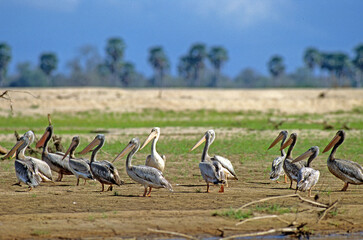 Pélican gris,.Pelecanus rufescens, Pink backed Pelican, Parc national de Nakuru, Kenya