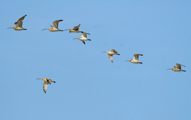 Courlis cendré,.Numenius arquata, Eurasian Curlew