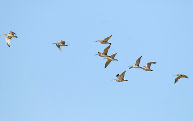 Courlis cendré,.Numenius arquata, Eurasian Curlew