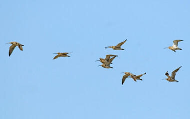 Courlis cendré,.Numenius arquata, Eurasian Curlew