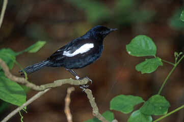 Pie des Seychelles, Shama des Seychelles, Copsychus sechellarum, Seychelles Magpie Robin , Réserve Ile Cousin,.Seychelles