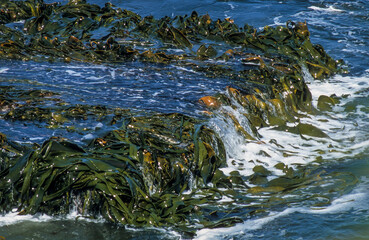 Algue géante, Mycrocystis pyrifera, Iles Falkland, Malouines