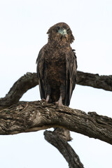 Bateleur des savanes, aigle bateleur, Terathopius ecaudatus, Bateleur