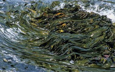 Algue géante, Macrocystis pyrifera, Iles Falkland, Iles Malouines