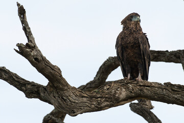 Bateleur des savanes, aigle bateleur, Terathopius ecaudatus, Bateleur