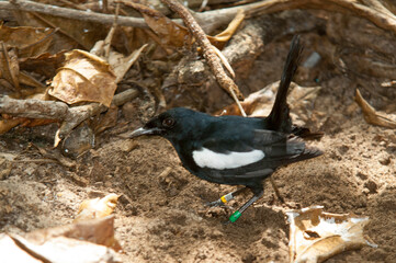 Pie des Seychelles, Shama des Seychelles, Copsychus sechellarum, Seychelles Magpie Robin , Réserve Ile Cousin,.Seychelles