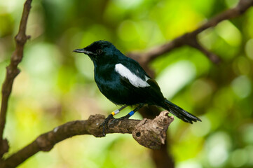 Pie des Seychelles, Shama des Seychelles, Copsychus sechellarum, Seychelles Magpie Robin , Réserve Ile Cousin,.Seychelles