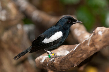 Pie des Seychelles, Shama des Seychelles, Copsychus sechellarum, Seychelles Magpie Robin , Réserve Ile Cousin,.Seychelles