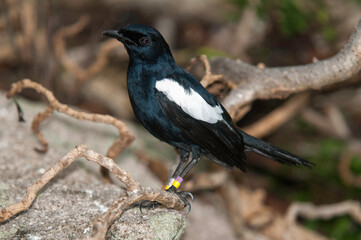Pie des Seychelles, Shama des Seychelles, Copsychus sechellarum, Seychelles Magpie Robin , R&eacute;serve Ile Cousin,.Seychelles