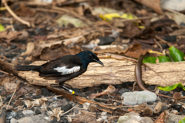 Pie des Seychelles, Shama des Seychelles, Copsychus sechellarum, Seychelles Magpie Robin , Réserve Ile Cousin,.Seychelles