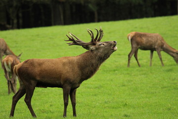 Male red deer roars during the rutting season