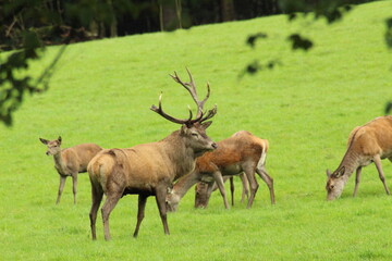 Male red deer with impressive antlers on a green meadow