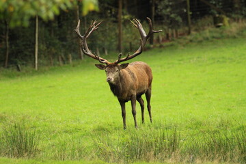 Male red deer with impressive antlers on a green meadow