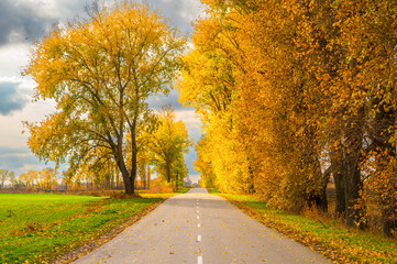 Rural road stretching into the horizon, framed by vibrant autumn trees and expansive fields....