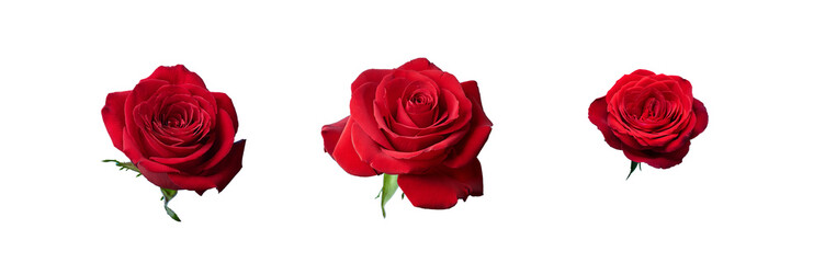 Three red roses are shown against a blue background.