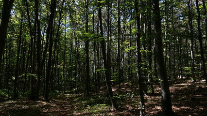 Obraz premium Wald am Hohen Lindkogel