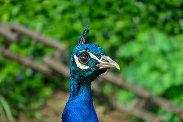 Obraz premium Magnificent peacock head with its feathers fully displayed in Schloss Eggenberg, Graz. Crest is raised with colors of iridescent blues, greens, and golds, with intricate patterns. Wildlife watching