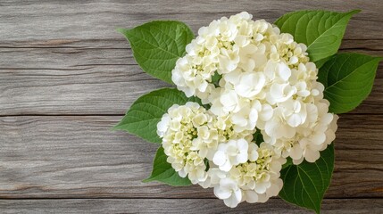 Elegant White Hydrangea Flowers on Wooden Background