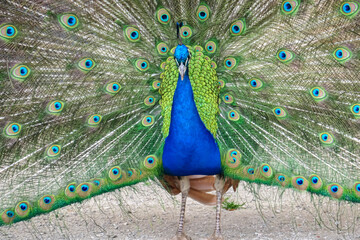 Magnificent peacock with its feathers fully displayed in a vibrant fan. Plumage is a stunning array of iridescent blues, greens, and golds, with intricate patterns of eyespots. Schloss Eggenberg, Graz
