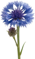 Naklejka premium Blue Cornflower in detailed full bloom illustration. 