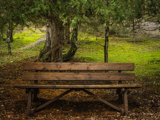The old wooden bench in the middle of a forest