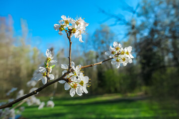 Close-up of a plum tree with many white flowers. Branches are covered in vibrant blossoms. Stunning display of color against blue sky. Beauty and fleeting nature of spring. Renewal and growth concept