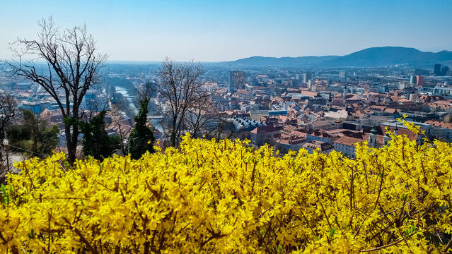 Vibrant cherry blossom tree in full bloom with scenic aerial view of Graz seen from Schlossberg, Styria, Austria, Europe. Unesco world heritage. City is nestled amidst rolling hills and Mur River