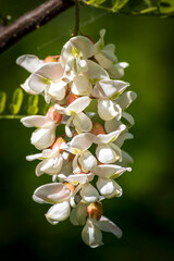 fiore di robinia