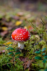 Bright red Amanita mushroom, also known as fly agaric, standing out against a lush forest floor, dotted with white specks on its cap.