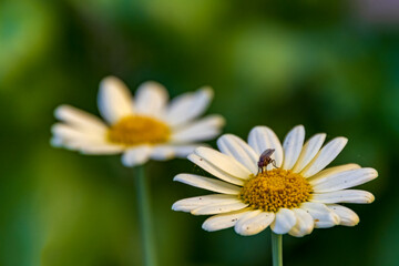 piccola mosca su margherita