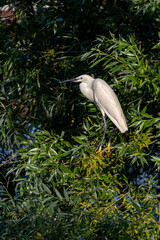 airone bianco fra gli alberi