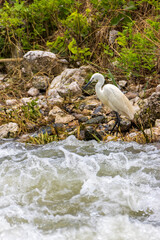 Airone bianco a pesca