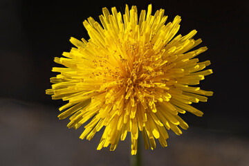 fiore di tarassaco
