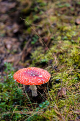 Bright red Amanita mushroom, also known as fly agaric, standing out against a lush forest floor, dotted with white specks on its cap.
