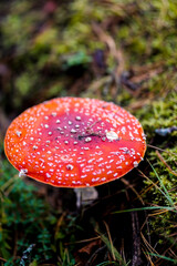 Bright red Amanita mushroom, also known as fly agaric, standing out against a lush forest floor, dotted with white specks on its cap.