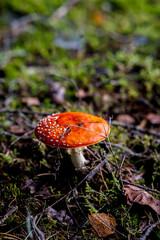 Bright red Amanita mushroom, also known as fly agaric, standing out against a lush forest floor, dotted with white specks on its cap.
