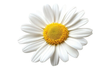 Fototapeta premium A single white daisy with a yellow center, transparent background