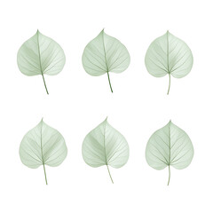 Vector leaves on white background