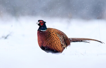Ringneck Pheasant (Phasianus colchicus) male close up
