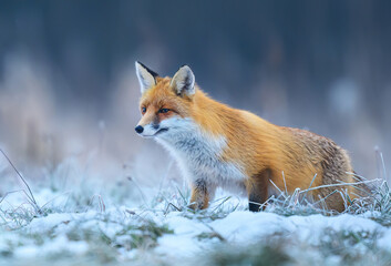 Fox ( Vulpes vulpes ) in winter scenery