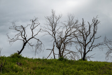 silhouettes d'arbres nus